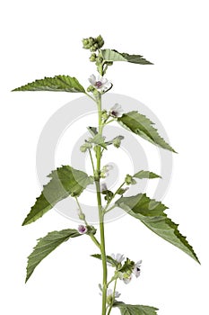 Pink flowering marsh mallow plant