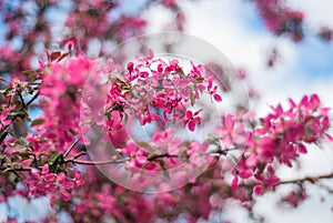 Primavera fiorire da Paradiso albero di mele 