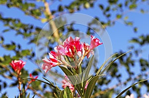 Pink flowering oleander Nerium bush