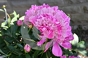 Pink flowering peony or paeony