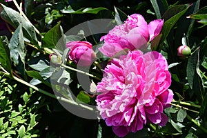 Pink flowering peony or paeony