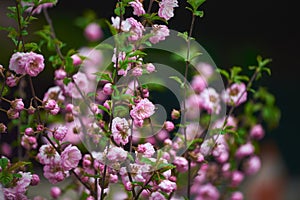 Pink flowering Prunus triloba in garden in spring