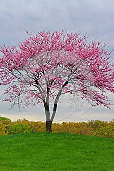 Pink Flowering Redbud Tree
