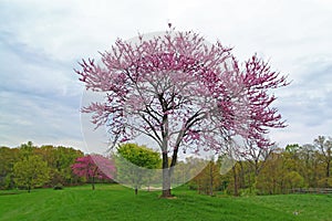 Pink Flowering Redbud Tree photo