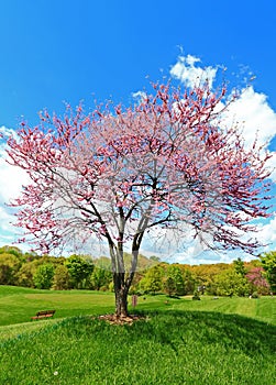 Pink Flowering Redbud Tree