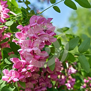 Pink flowering robinia Robinia margaretta Casque Rouge in a public park in springtime