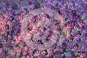 Pink Flowering Sedum spectabile `Brilliant` Ice Plant in a Country Cottage Garden