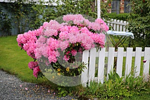 Pink flowering shrub