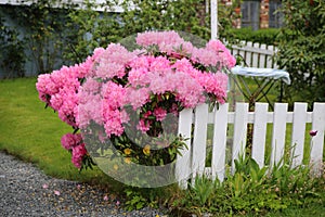 Pink flowering shrub photo