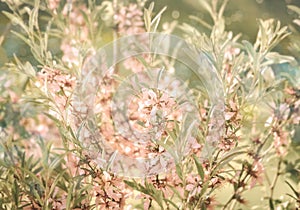 Pink flowering spring blossom, green lawn background. Beautiful pink spring tender cherry or almond flowers blossom.