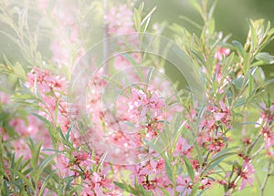 Pink flowering spring blossom, green lawn background. Beautiful pink spring tender cherry or almond flowers blossom.