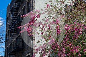 Pink Flowering Spring Plant next to Old Apartment Buildings in Astoria Queens New York