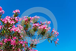 Pink flowering tree on a background of blue sky