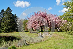 Pink flowering tree over nature background / Spring tree / Spring Background.