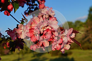 Pink flowering tree over nature background / Spring tree / Spring Background.