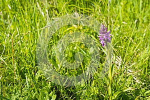 Pink flowering Western Marsh Orchid