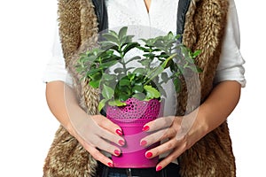 Pink flowerpot with plant in hand. Isolated white background.