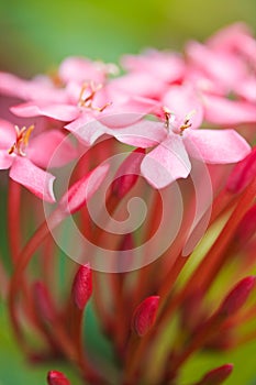 Pink Flowers