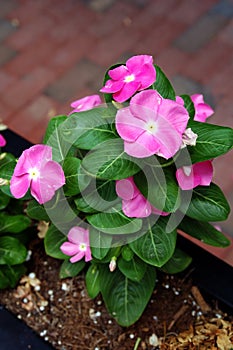 Pink flowers