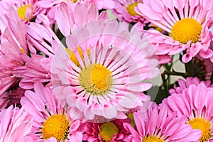 Pink Flowers