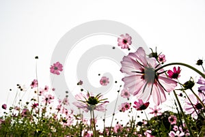 Pink flowers