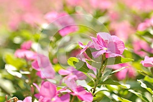 Pink Flowers