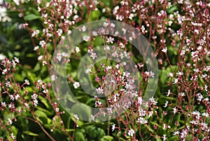 Pink flowers