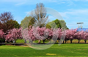 Pink flowers