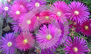 Pink flowers