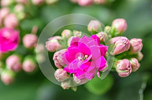 Pink flowers