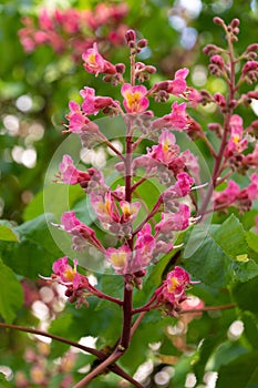 Pink flowers of Aesculus carnea, close-up. red horse-chestnut photo