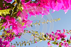 Pink flowers against the blue sky