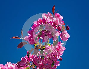 pink flowers against blue sky