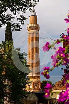 Pink flowers with Alaaddin or Yivliminare Mosque. Antalya, Turkey
