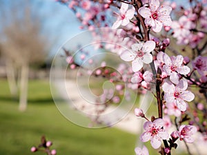 Pink flowers of an almond tree Prunus dulcis next to a path in a park in early spring