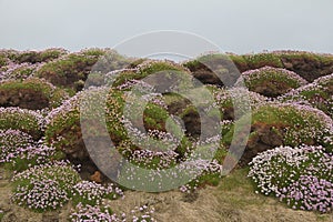 Pink flowers along Burren Way, near Doolin, County Clare