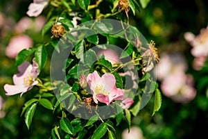 Pink flowers