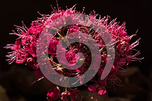 The Pink Flowers of Amsterdam photo