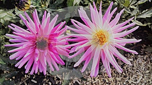 Pink flowers in Angers, France photo