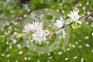 Pink Flowers of apple blossoms, sakura flowers, cherry, sunny day. Natural spring background