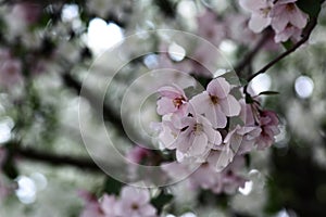 Pink flowers of apple tree against blured background