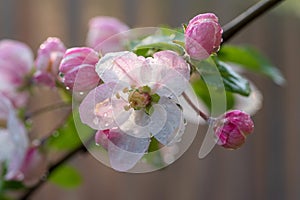 Pink flowers of the apple tree in water drop after rain