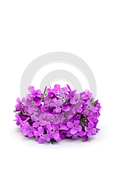 Pink flowers Arabis caucasica (garden arabis, mountain rock cress) on a white background with space for text