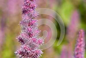 Pink flowers as background