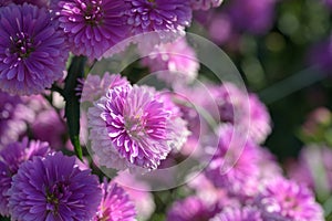 Pink flowers of Aster alpinus, Asteraceae violet blooms growing in the garden in summer with cop