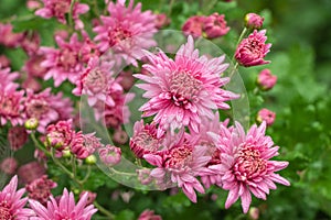 Pink flowers of the aster. Aster Dumosus