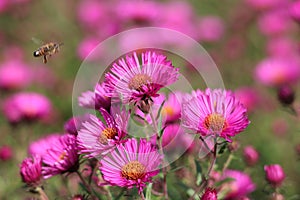 pink flowers of the aster close up. Aster Dumosus