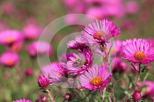 pink flowers of the aster close up. Aster Dumosus