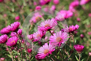 pink flowers of the aster close up. Aster Dumosus