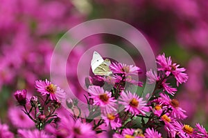 pink flowers of the aster close up. Aster Dumosus